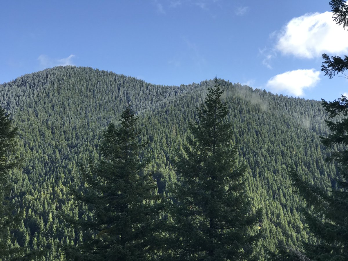 EFMInvest's tweet image. Excited to share this new podcast featuring EFM's CEO Bettina von Hagen discussing timberland investing for the 21st century through a Climate-smart lens. #impactinvesting #climatesmartforestry
