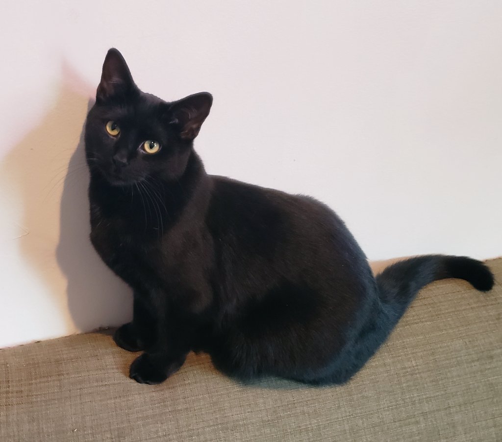 Left my child with  @embrace_mess (who I am convinced will be an exceptional cat parent someday) for a few days and she's taken up residence in the bathroom.I WISH I COULD EXPLAIN I'M COMING BACK 