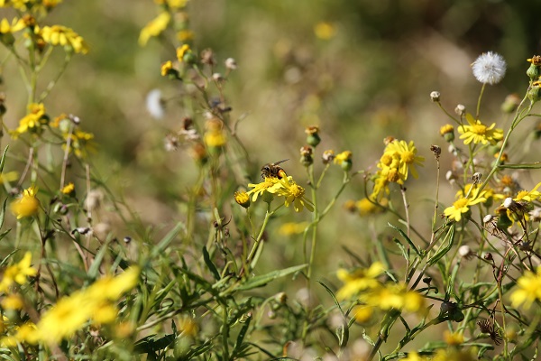 Bee sits on pretty yellow fireweed