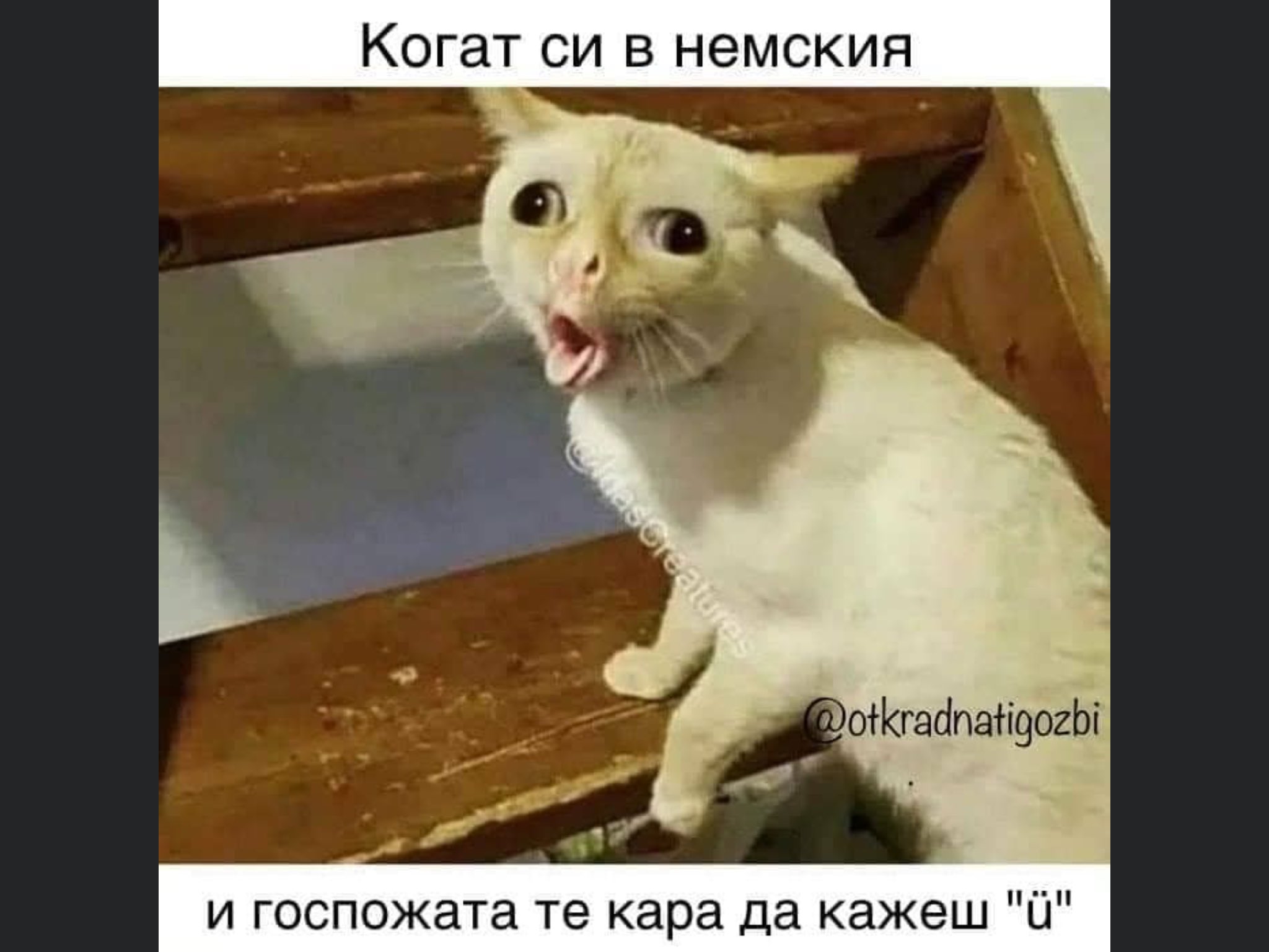 Кашляющий кот