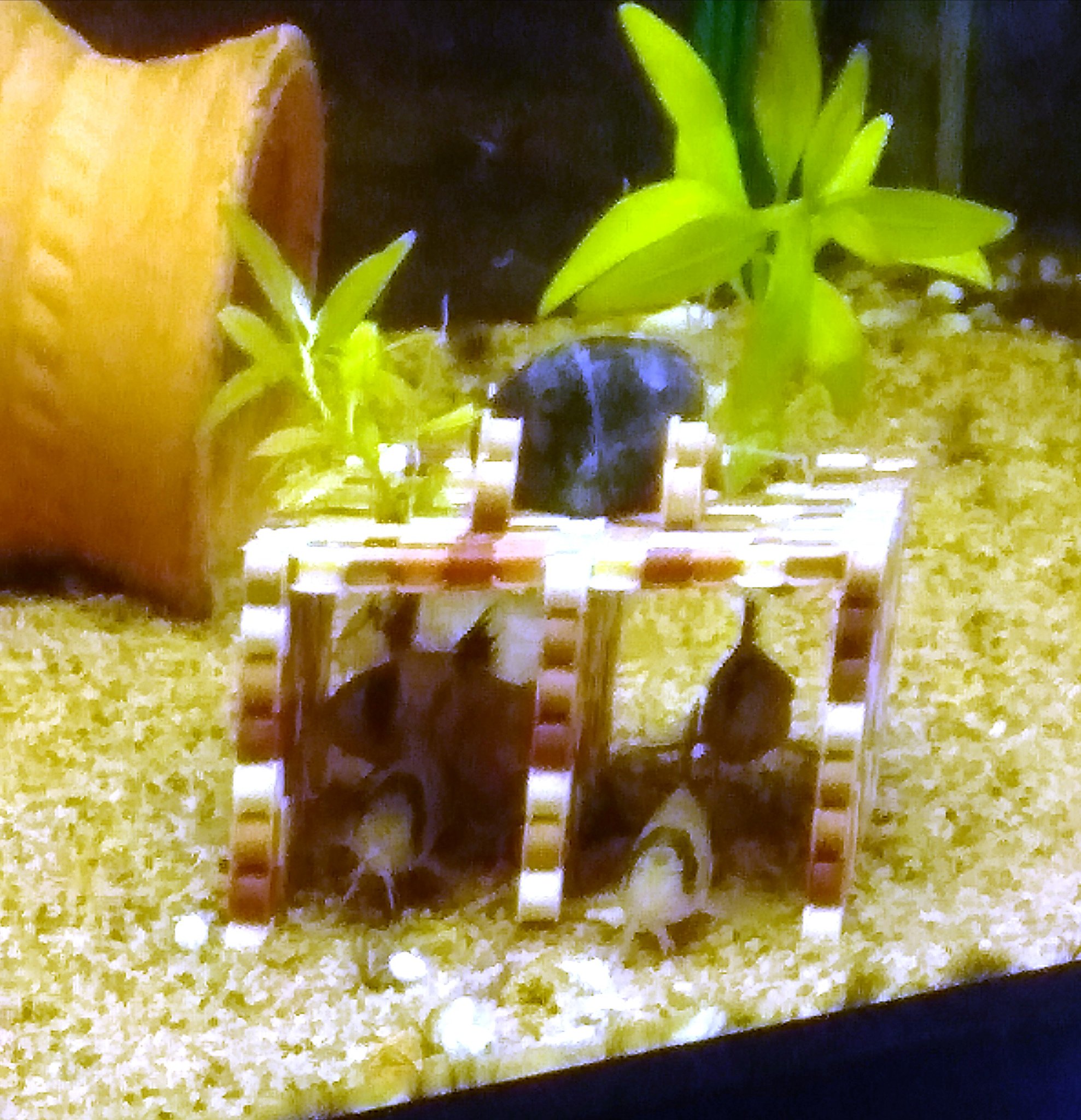 ちょびお 好評のようです アクアリウム コリドラス 魚の隠れ家 T Co Zco0qezyhy Twitter