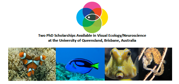 Visual Ecology UQ (@ecovisuq) on Twitter photo Please RT
Recruiting asap! 2xPhD students (fully funded scholarships, domestic & intl students welcome) to work on the visual ecology of coral reef fishes under the supervision of <a href="/karen_cheney/">Karen Cheney</a> & @Fcortesi
Project details & more bit.ly/35VXtgf #colsci #fishsci #vision Please RT
Recruiting asap! 2xPhD students (fully funded scholarships, domestic & intl students welcome) to work on the visual ecology of coral reef fishes under the supervision of <a href="/karen_cheney/">Karen Cheney</a> & @Fcortesi
Project details & more bit.ly/35VXtgf #colsci #fishsci #vision