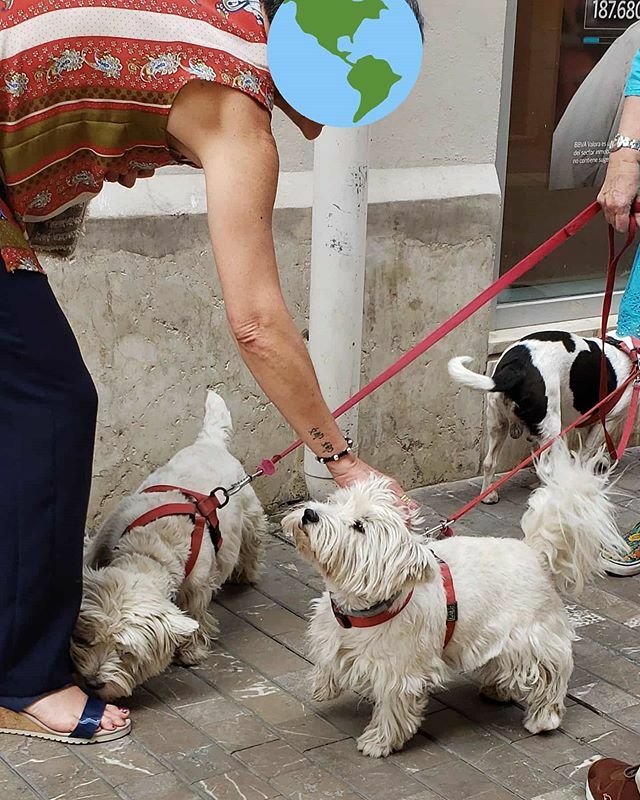 Dogs_Waiting's tweet photo. Lookit this lil raised paw. So good, so patient. #dogswaitingpatiently #dwp #terrier https://t.co/Uw2GxlHPZh https://t.co/PSFXM5f1l2