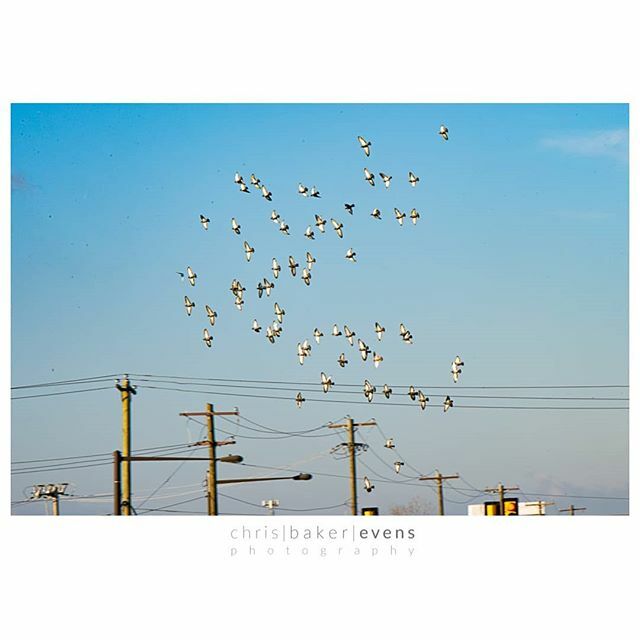 cbakerevens's tweet photo. Flights of fancy. 16/365. #bakerevens365 .
.
.
Is it legit to post two images in a day for this project? I'm not sure, but happy to make it up as I go along. Some days there's too much to post, and no one likes a spammer. #nature #urbanaviary #birdsofinstagram … https://t.co/gqyqzkBFZR