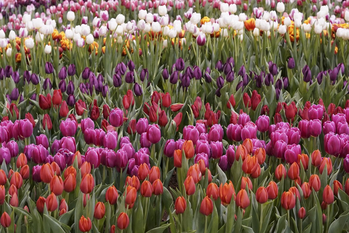 Rosemary Connors RosemaryConnors Twitter Analytics Trendsmap