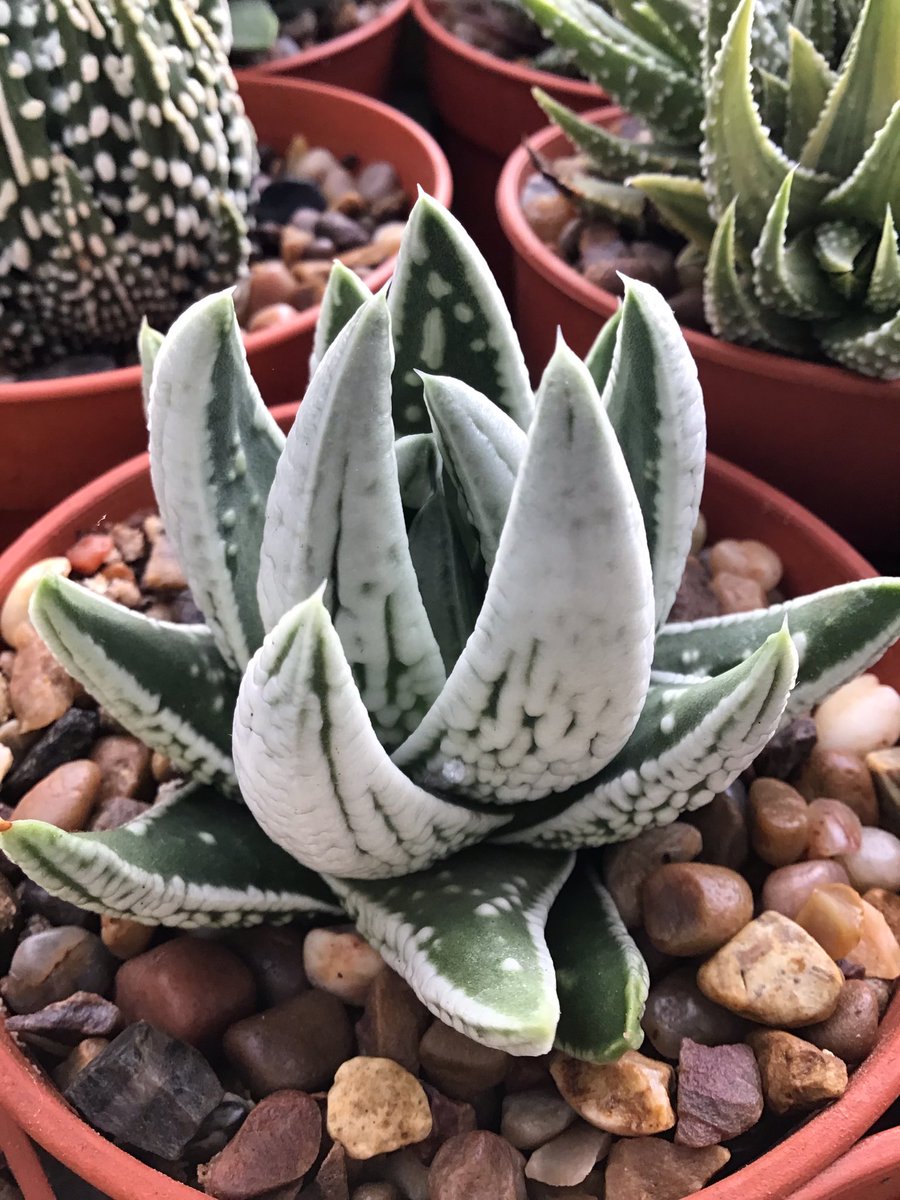 CactusSucculent's tweet photo. Who is the King of the Haworthia ‘family’ Tulista ‘Emperor’ of course😁 #BCSS #CactusSucculent #Kirkstonebotanica #Haworthiacollection #Tulistacollection #Tulistspumila #Tulistaemperor https://t.co/uARMYMSgC6