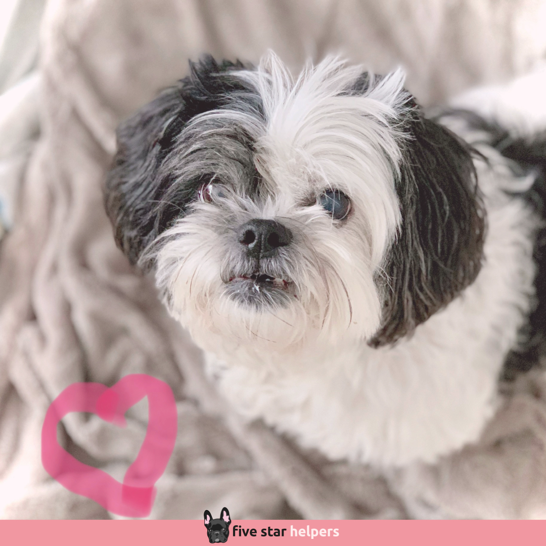 FiveStarHelper's tweet image. ❤️ Meet Candy! Or as we call her "Candy Cane." She is one of the sweetest little dogs and she gets along with everyone. A true VIP with class and oodles of cuddles.

⭐⭐⭐⭐⭐ Google Reviews⁠
🐶 Need dog sitting or dog walking?⁠
📧 hello@fivestarhelpers.com⁠