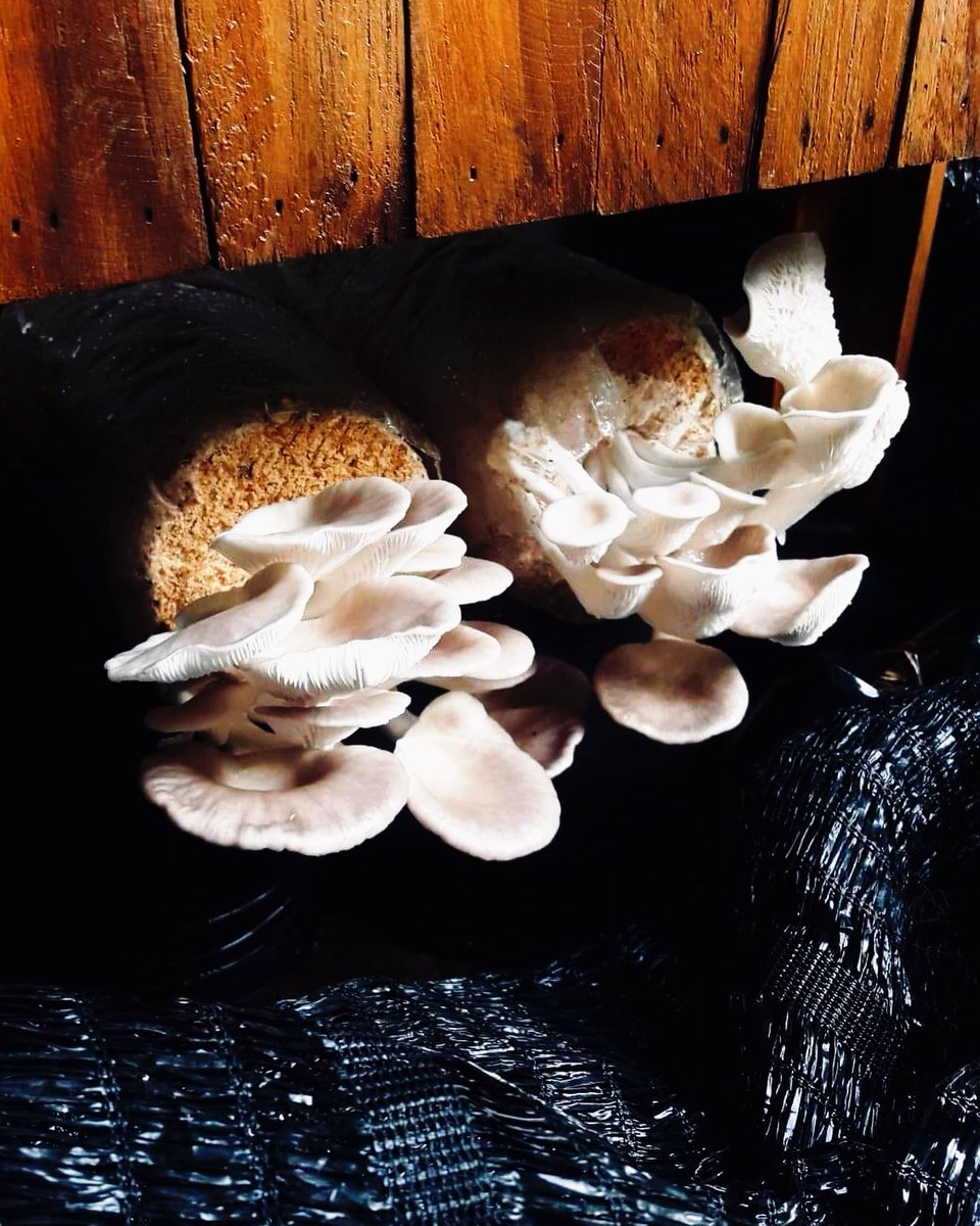 hellocookly's tweet photo. #CooklyAmbassador @shitmendycooks went on a mushroom adventure - #foodiestyle! 🍄

Have you ever grown or harvested your own mushrooms?

#📷 @shitmendycooks https://t.co/aGoRFnvSto