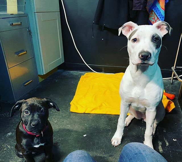 Hippo teaching Harley how to hang out at tweak and greet swimmers! #puppiesofinstagram #puppylove #goodgirls #dogsofinstagram ift.tt/366cKLL