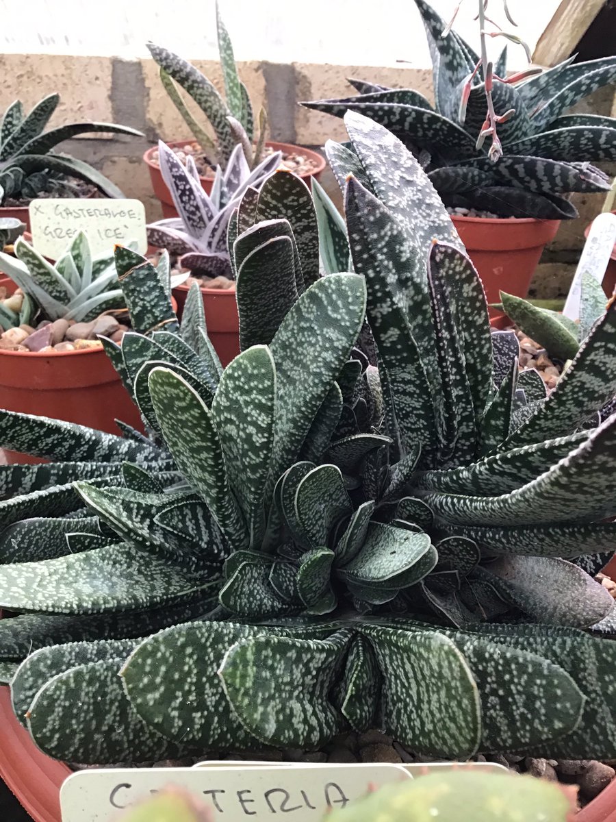 CactusSucculent's tweet photo. Enormous clump of what must be Gasteria verrucosa because the spots are raised and rough to the touch #BCSS #CactusCollection #Kirkstonebotanica #Gasteriacollection #Aloefamily #Gasteriaverrucosa https://t.co/jV7QBfe6Ue