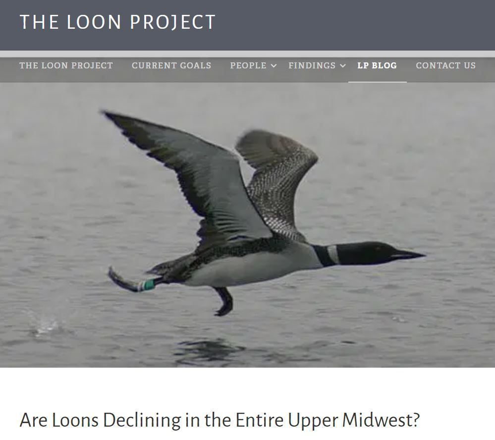 Volunteer4Birds's tweet photo. Sad food for thought: The Loon Project "Are loons declining in the entire upper midwest" https://t.co/BojRCm2tSc From a different perspective, #CLLSSurvey trends may show a similar pattern. #CLLSSurvey #Conservation #keepcommonbirdscommon @BirdsCanada @km_bian @BirdsCanada_ON https://t.co/SoOh4MrdEH