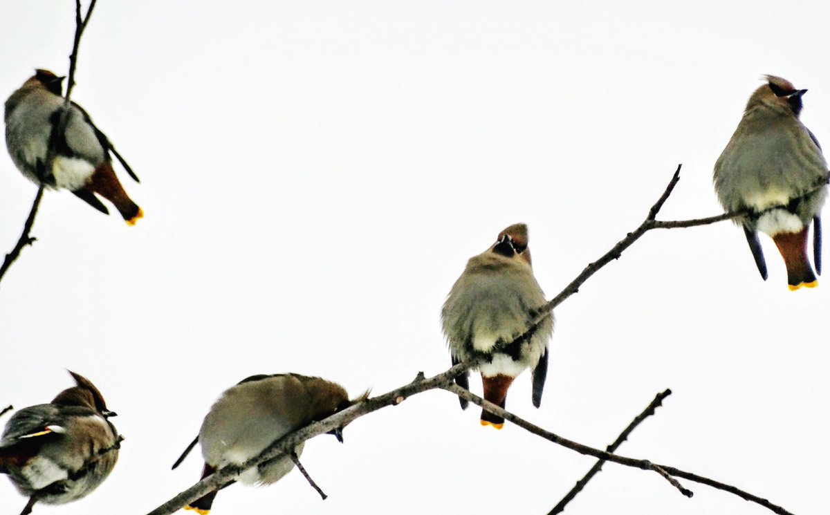 melissamck65's tweet photo. Waxwings outside my window. #waxwings #birds https://t.co/SX0jQs9EzY