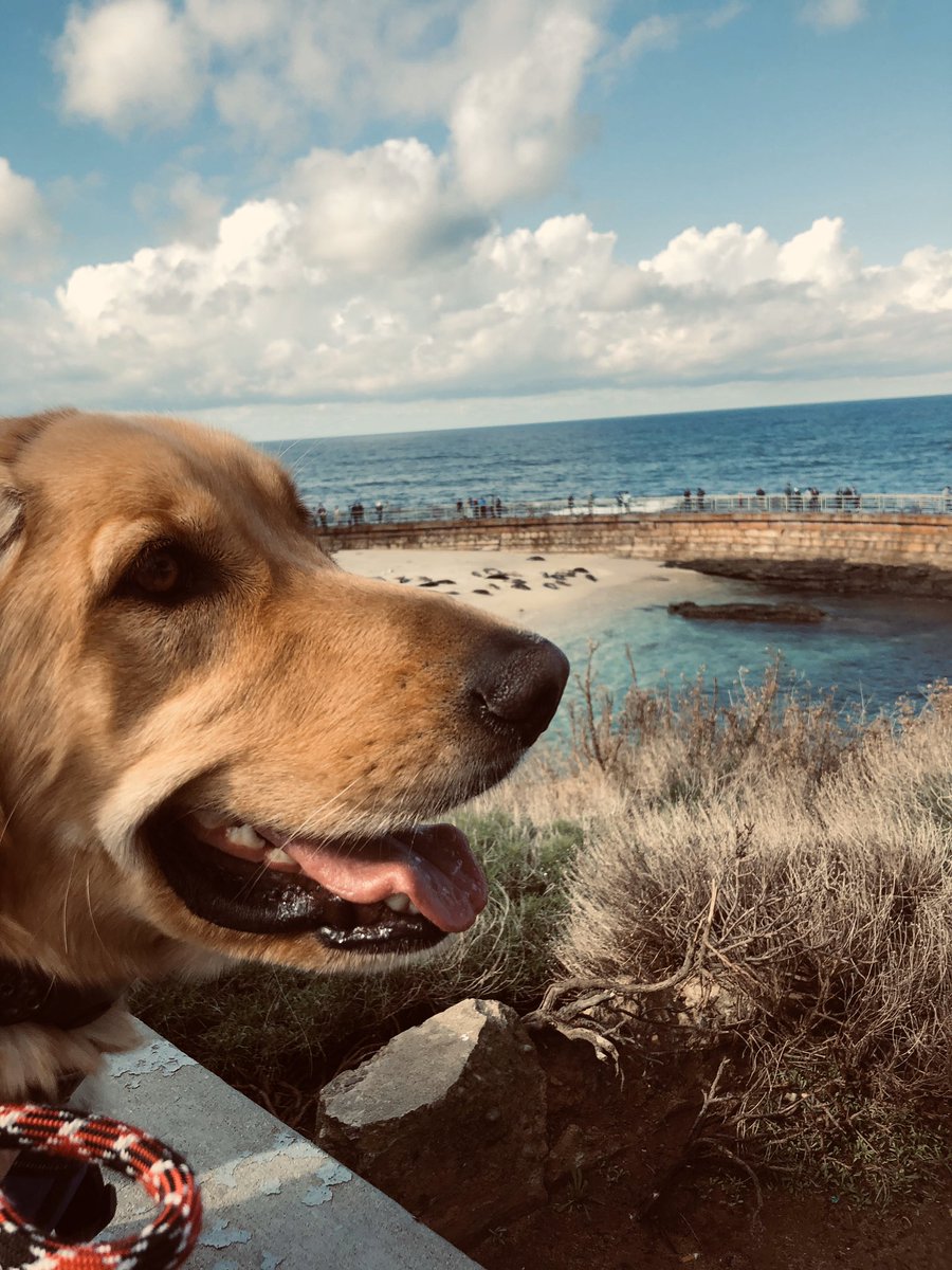 badrottenpear's tweet photo. my guy is 2 years old today 🎉 more pics of the good boi: https://t.co/GMP1NDW7bC