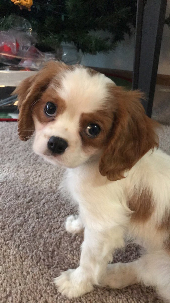 f0xybadger's tweet photo. Finally getting around to posting but we spent a few days getting acquainted with our little buddy. Please welcome the most cuddly little cutie I’ve ever met. Welcome to the family Taako (taco) Crites! We love you so much! Thank you @McElroyFamily for the name! https://t.co/p4fOEn7l3E