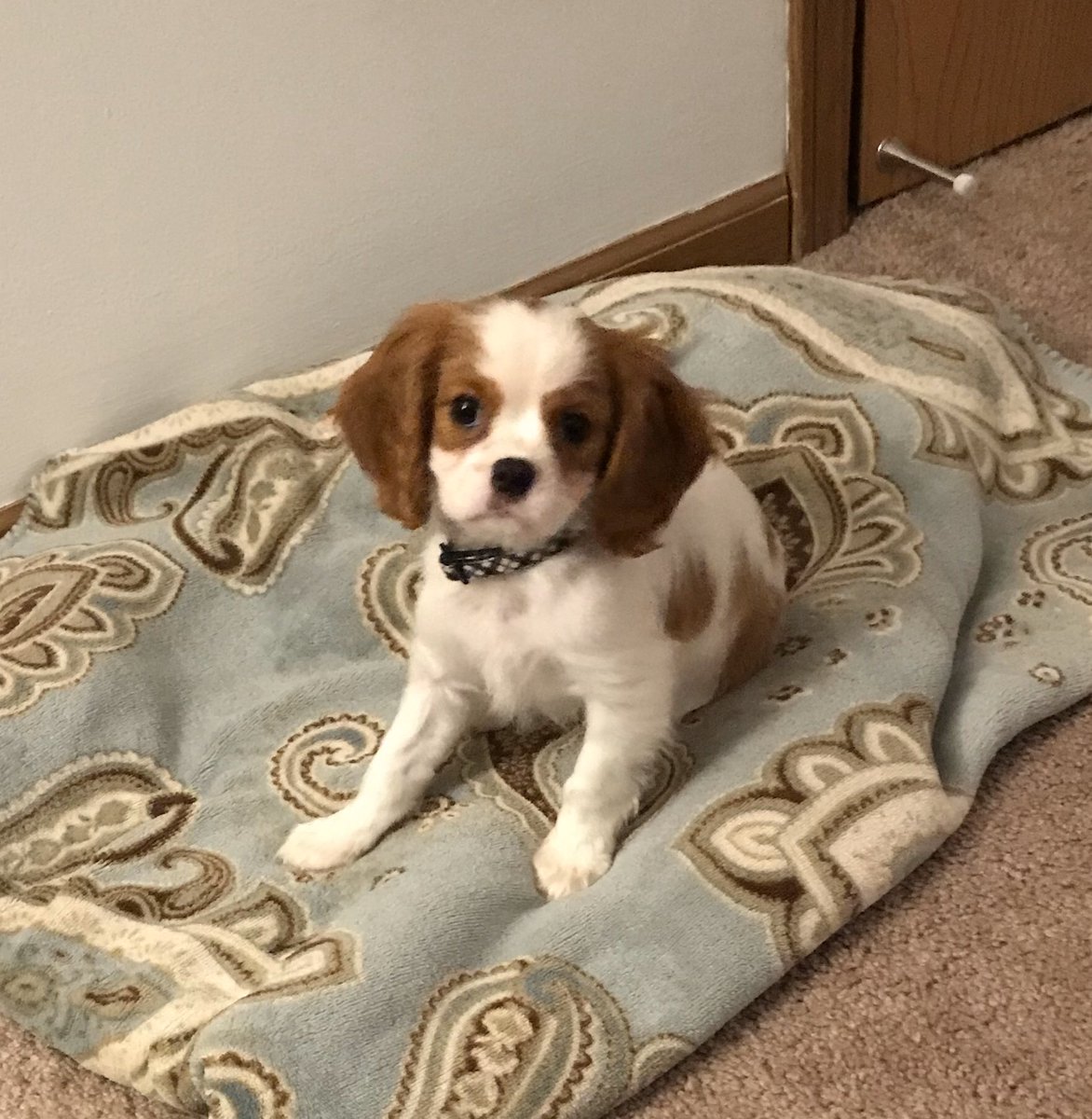 f0xybadger's tweet photo. Finally getting around to posting but we spent a few days getting acquainted with our little buddy. Please welcome the most cuddly little cutie I’ve ever met. Welcome to the family Taako (taco) Crites! We love you so much! Thank you @McElroyFamily for the name! https://t.co/p4fOEn7l3E