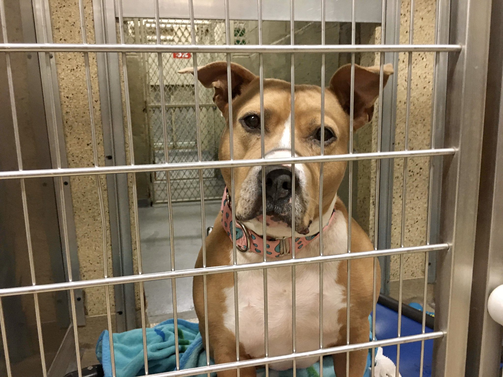 Adopt Toro & Friends on Twitter "LONGEST RESIDENT at the Town of