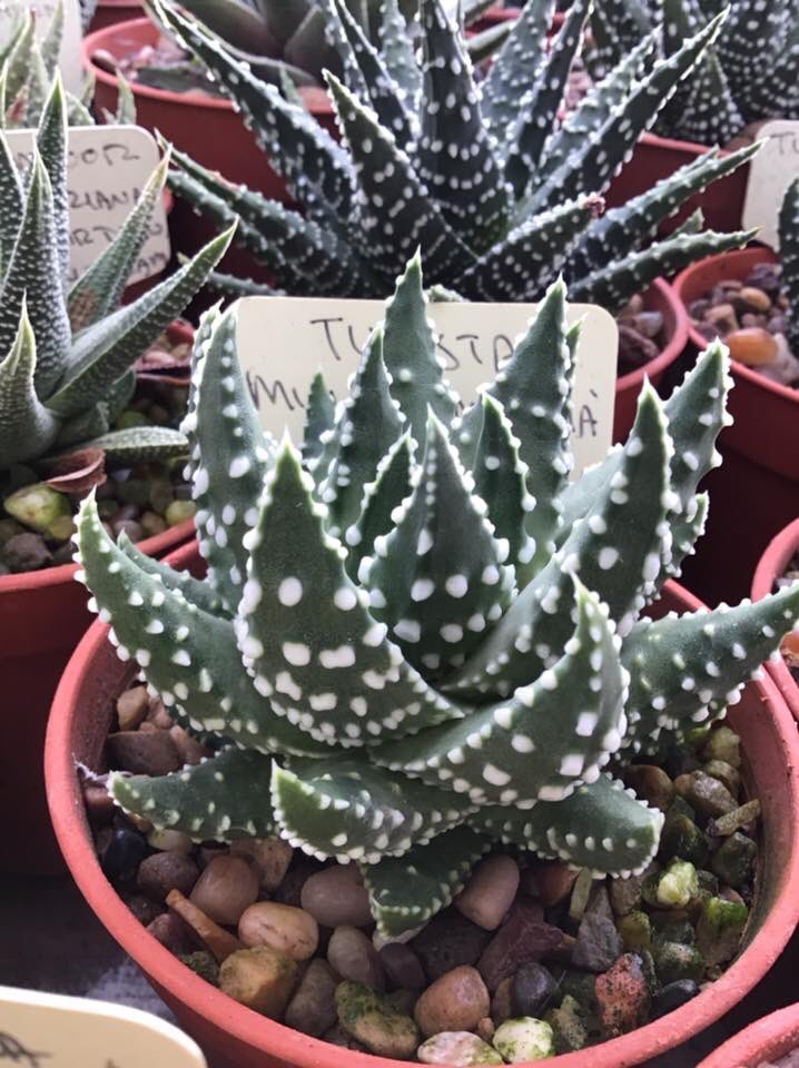 CactusSucculent's tweet photo. All things considered, Tulista pumila is my favourite plant, not rare, not difficult, not exotic in any way, just ...perfect😍 #BCSS #CactusSucculent #Kirkstonebotanica #Tulistacollection #Tulistapumila #haworthiagroup #Aloefamily https://t.co/8TFdx13HBF