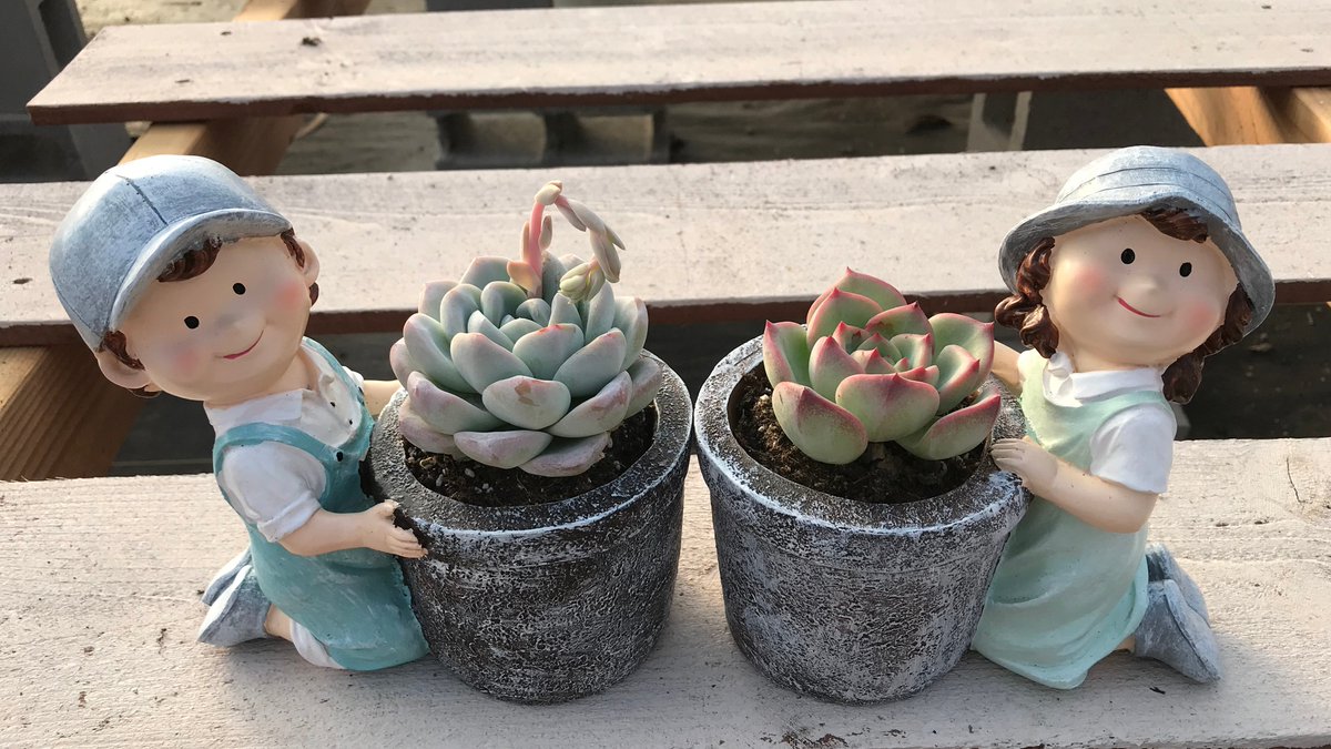 The Next Gardener tweet media