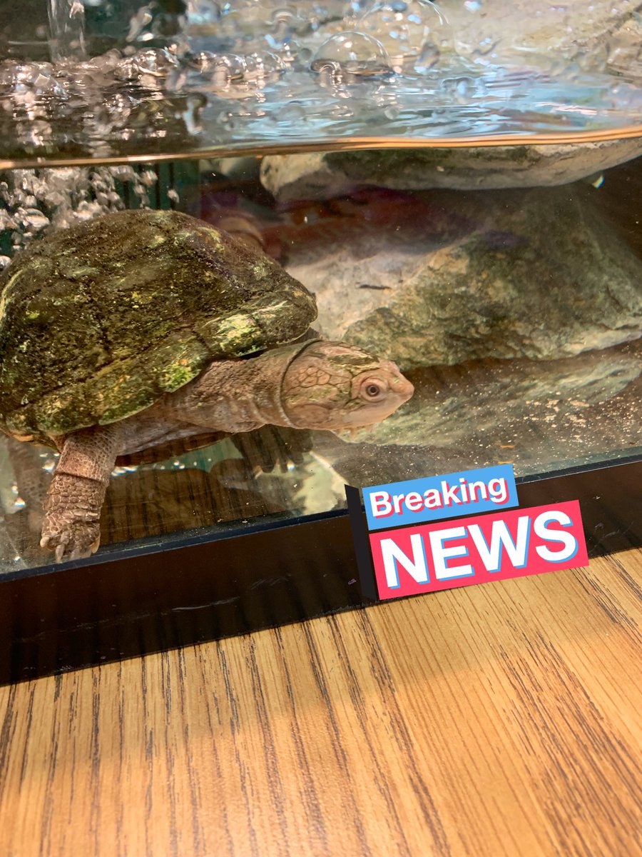 JanieLyman's tweet photo. A glimpse at our day...Morning meeting selfie- biography books pick and ...our class 🐢 has her name - Hazel!
Official name is...
Angus Bella-Buzz Crystal Diamond Emerald Francis GiGi Hazel  - @RoundHillES https://t.co/9Jf510A6yt