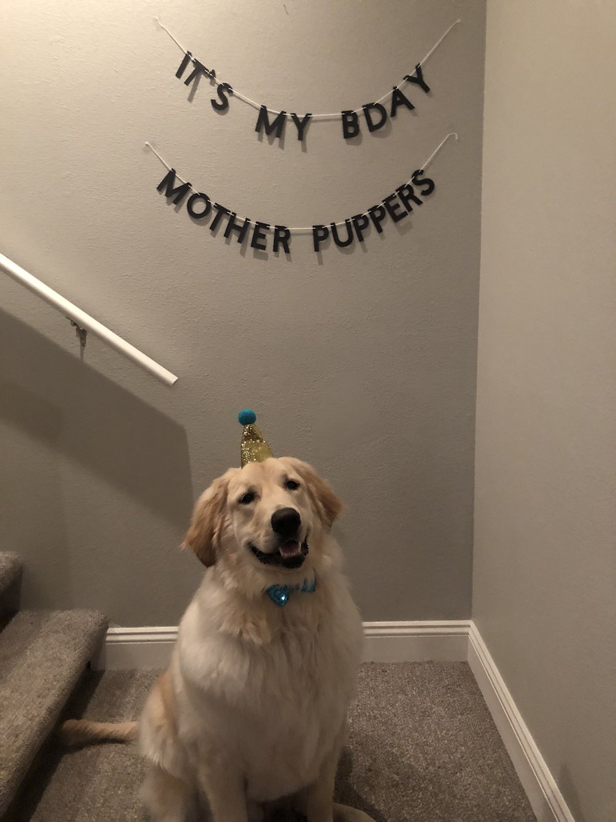 emose05's tweet photo. Never tweeted my dog’s birthday party picture so please enjoy 😊🎂🐶 #GoldenRetriever #motherpuppers #birthday https://t.co/RQVyh1gJLl