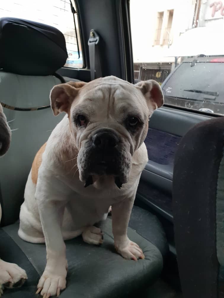 🔊 Necesitamos con un urgencia perro q pueda donar sangre para salvar la vida de otro perro q tiene de hemoglobina 4.
Requisitos: perro grande mínimo de 25 kilos.
Y que no haya tenido ninguna enfermedad como el anaplasma 🙏🏻04247412623 -- 
04147463287
Ayudamos por favor 🙏🏻🙏🏻🙏🏻