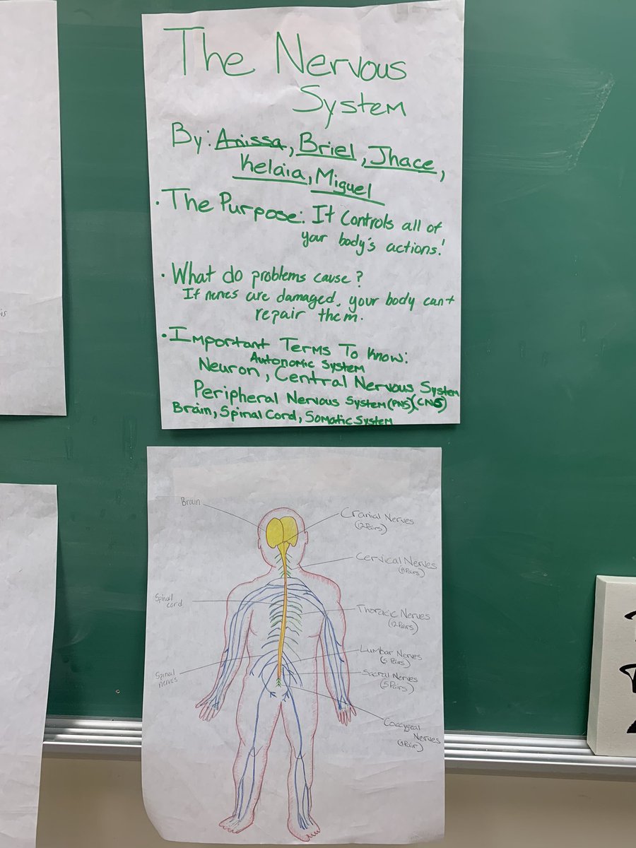 pe_mccarthy's tweet photo. We wrapped up our human body systems projects today ♥️💀. The class worked in groups to become “experts” on one system and then shared their knowledge via a 5 minute flipgrid video assessments. 👏🏻#rsdproud #healthgeek #middleschoolhealth #innovativelearning https://t.co/ubuyzAFAs5