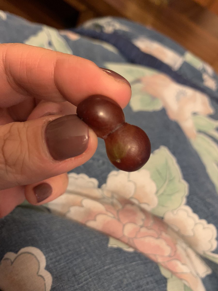 teymaniya's tweet photo. Goodness gracious... #grapeballs #offire #๐ #conjoined #neutertomorrow #grapenuts #testiculargrapitude #okimdone #carryon @Tweezpian https://t.co/23TnjlgaoO