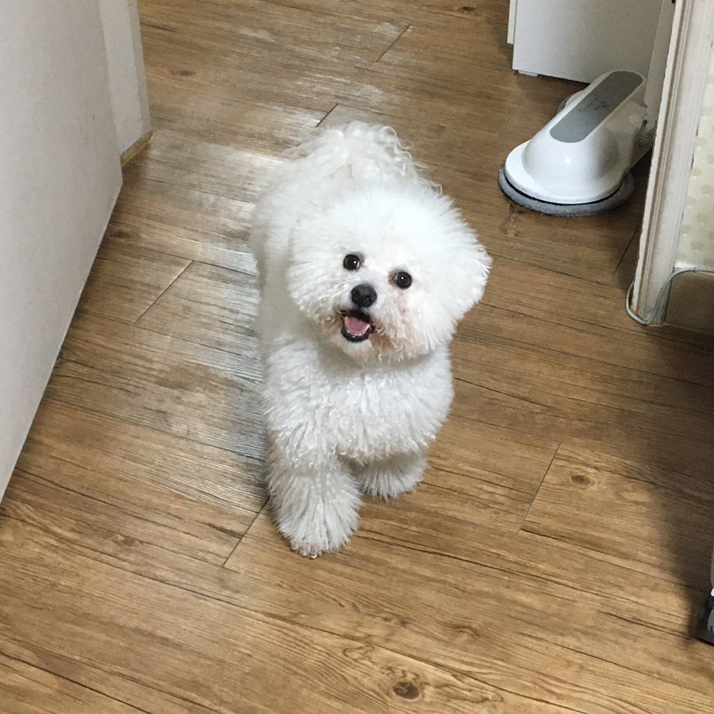 bangduckjung's tweet photo. 강아지가 이 표정을 지으면 조심해야 합니다
짱신난 상태라 지칠때까지 놀아줘야되는 표정이거든요 https://t.co/z9Vlao0V0r
