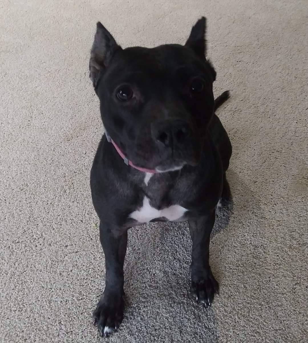 MMAHeartless's tweet photo. And then there's #Baby & believe me, nobody puts her in a corner. ๐
#Spoiled #RestingPitFace
#PitPup #BullyBaby #OGBully #OriginalBully https://t.co/KhuSDZ4cOA