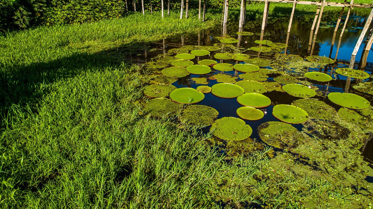 untamed_amazon's tweet photo. Our trips allow our guests to be fully immersed in the jungle and get deep into rarely visited areas of the Amazon.
Nossas viagens permitem que nossos hóspedes fiquem totalmente imersos na selva e se aprofundem em áreas raramente visitadas da Amazônia.
#untamedamazon #ecotourism https://t.co/ZF7szhGQYv