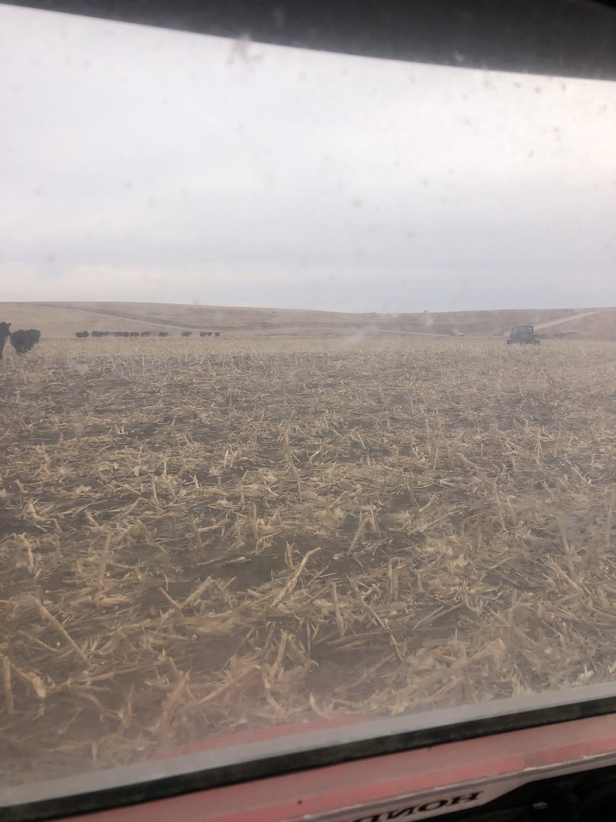 LashleyCurtis's tweet photo. Cold day for a cattle drive#brrrrr https://t.co/Lk30wco44b