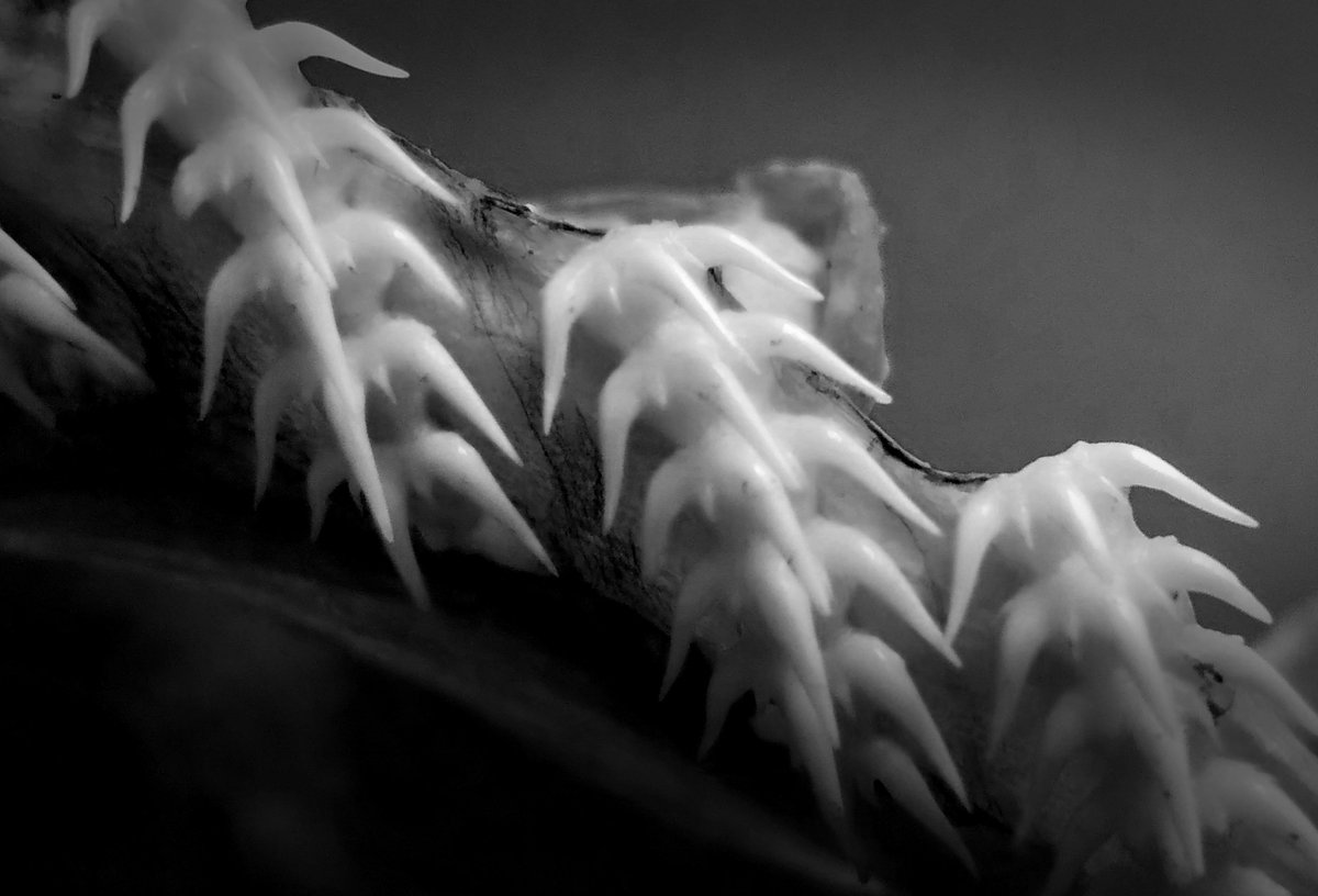 ラブカの歯って三叉だっけ？ と思い標本を確認しました。 間に小さいの