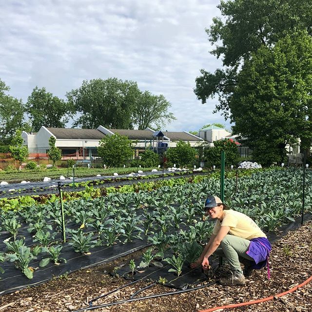 It might not feel like it today but spring is right around the corner and we're looking for interns!Farm interns will get involved in all tasks associated with the daily operations of a diversified production vegetable farm. 
If you or someone you know w… ift.tt/362m1nY