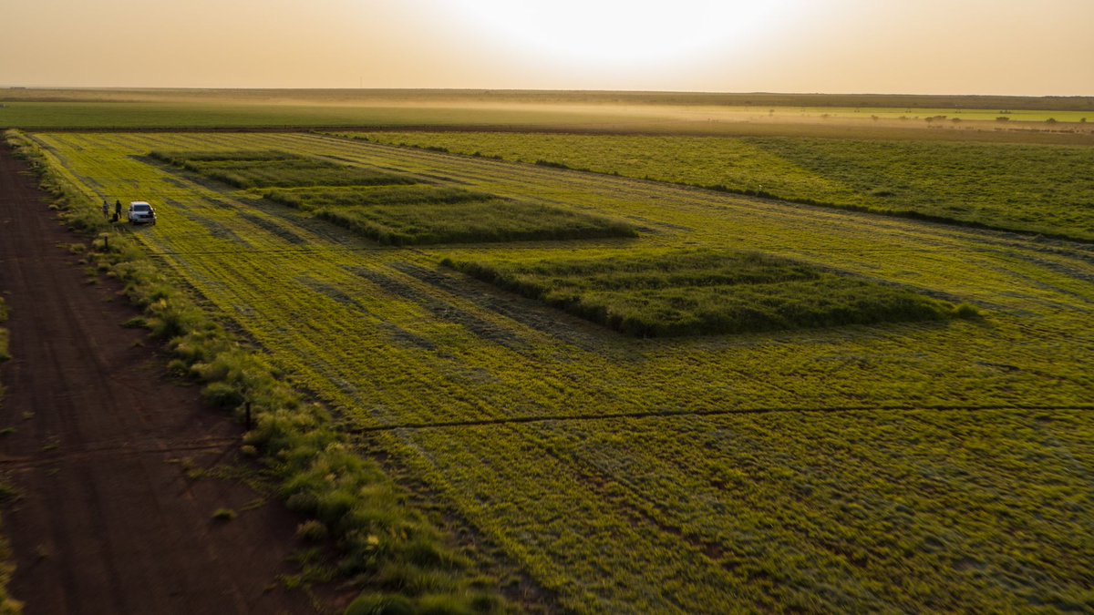CSBPfertilisers's tweet photo. 8.1 t/ha of dm in just 28 days on Pardoo Station. 

#csbptrials #newfrontiers #csbpfertilisers https://t.co/Qh0ztaeXUP