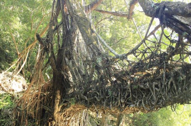 MusingGee's tweet photo. Meet people but don't fall in love
Fall in love but don't drift apart
Drift apart but don't burn bridges
Burn bridges but don't be detached
Grow roots
Become root bridges
Interwoven
Intricate 
Co-dependent.
Fell in. Fell out
Fell out. Fell in
Now, entangled.

#GeeWrites #Memory https://t.co/atiSqWvnuQ