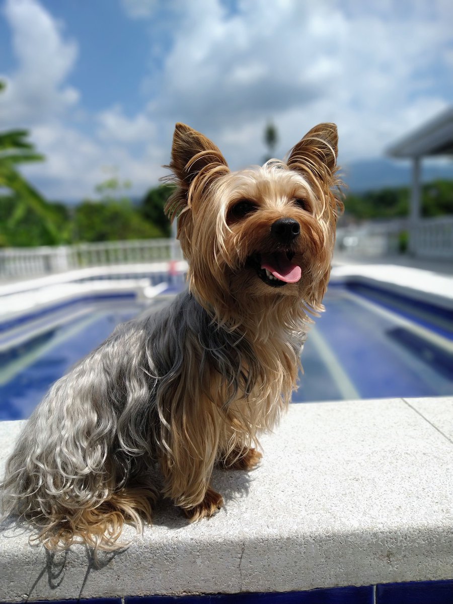 Tatis_Mila's tweet photo. #YoMeLlamo Ruffo y busco novia 🐶♥️
Tengo 4 años, soy mediano, alegre y muy juguetón. Estoy al día en vacunas 👏 #TBT https://t.co/SL5gTZdGMK