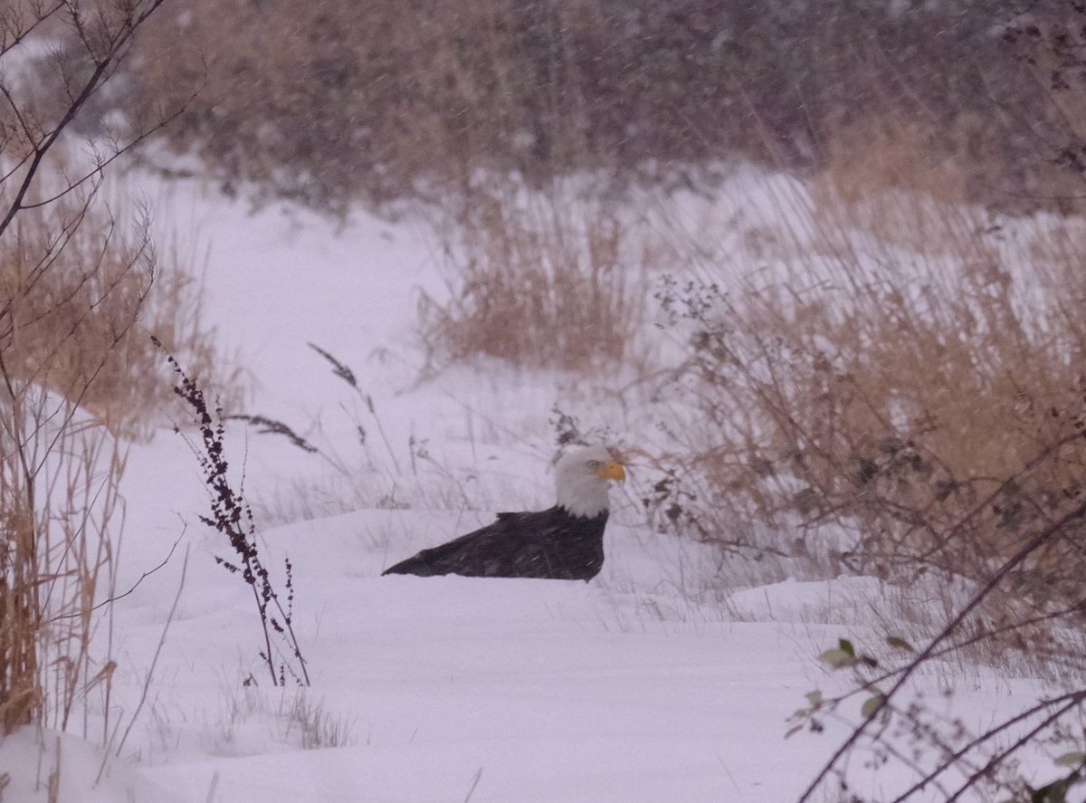 A large bird with a black body and white head sits chest-deep in snow.