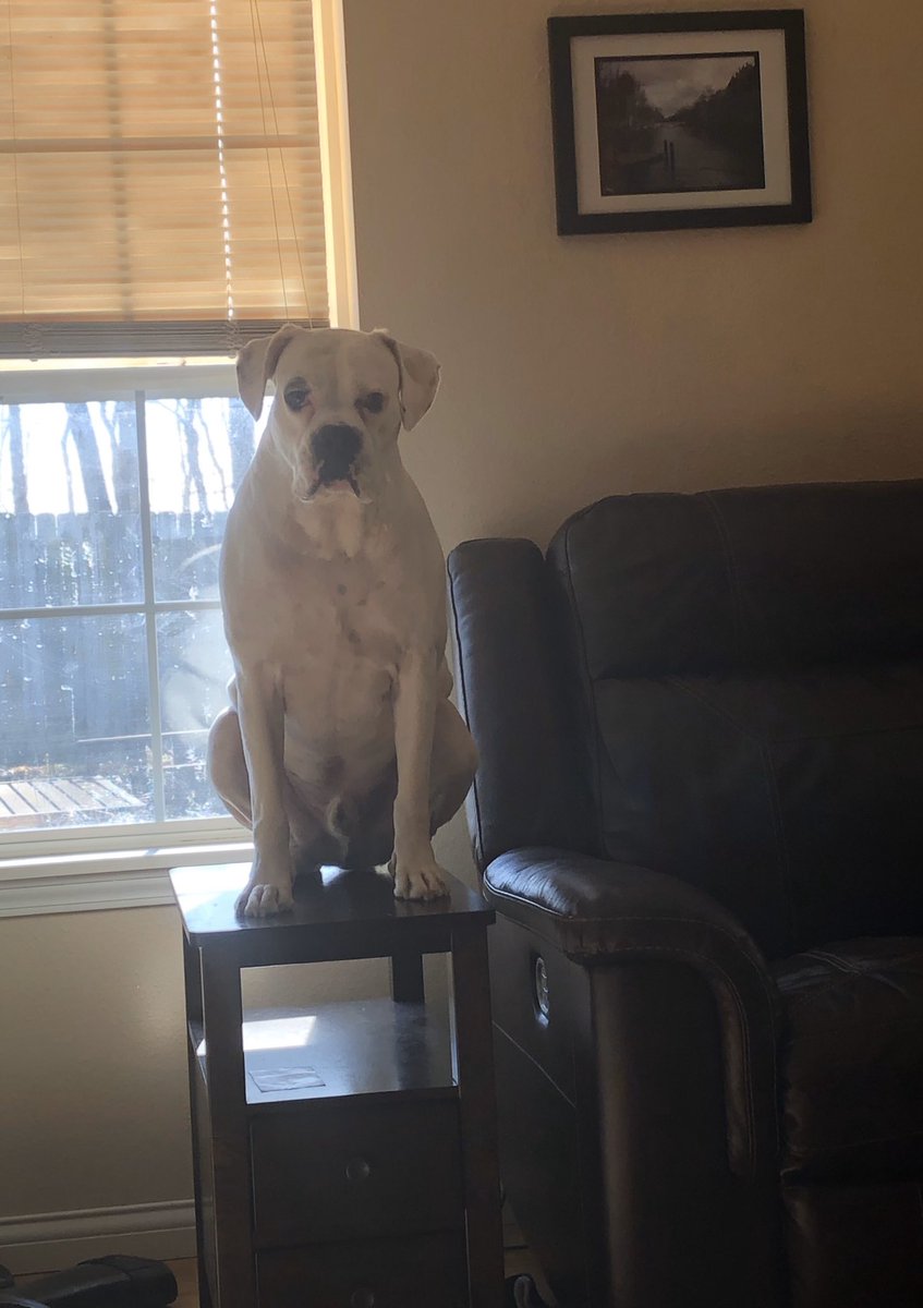 Make sure when you #rescue your next dog that it is indeed a dog and not just a statue.