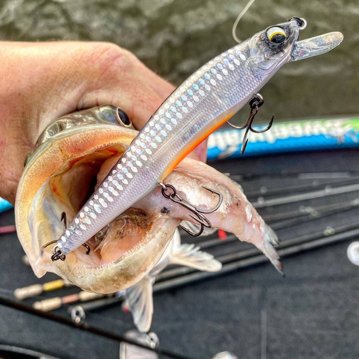 joeyfishing's tweet photo. Sensory Shad colored Jerkbaits and Gizzard Shad were on the menu today! #hungryfish #jerkbait #provoke106x #jerkbaitfishing #fishing #bassfishing #shadeater #spottedbass
@6thSenseLureCo https://t.co/afGWMGQocd