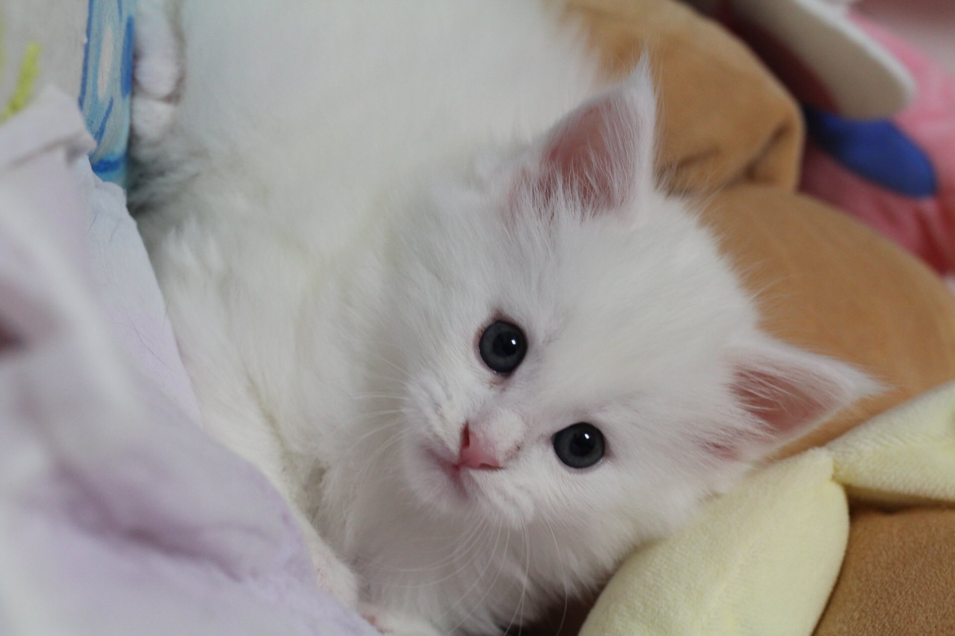 Cattery Balchon メインクーン Twitter पर ブログ更新 T Co Hx1ecfvnzs メインクーン めいんくーん 猫 ねこ こねこ 子猫 可愛い もふもふモフモフ 白猫 猫のいる生活 猫好きさんと繋がりたい T Co Bjb3cpwg3n Twitter