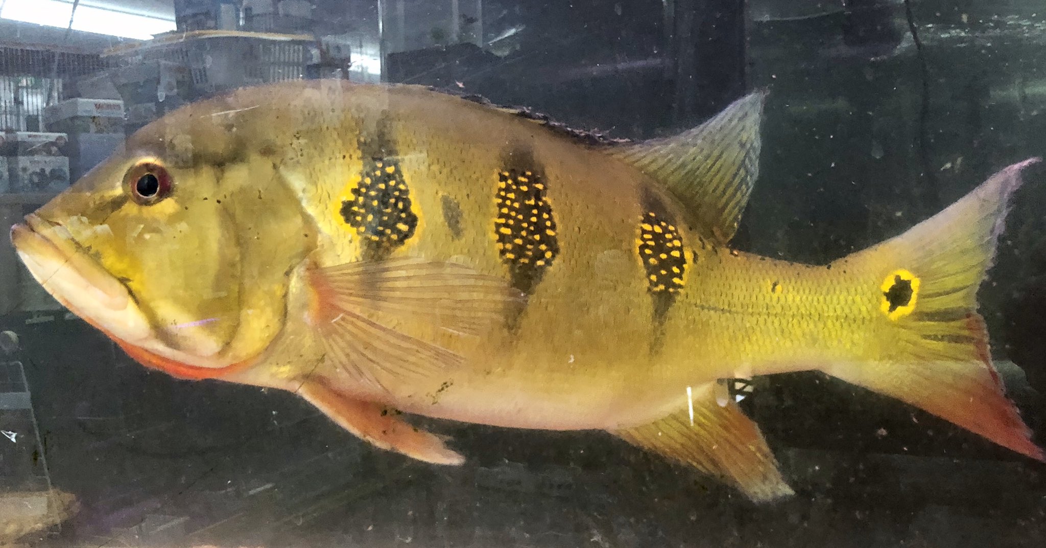 熱帯魚 加藤商店 on X: 