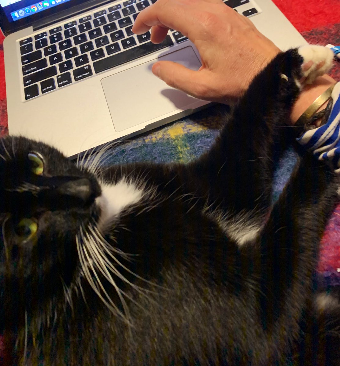 MagnersFarm's tweet photo. Trying to get accounts done... 🙄 #fluffymario https://t.co/M11dUgQz4w