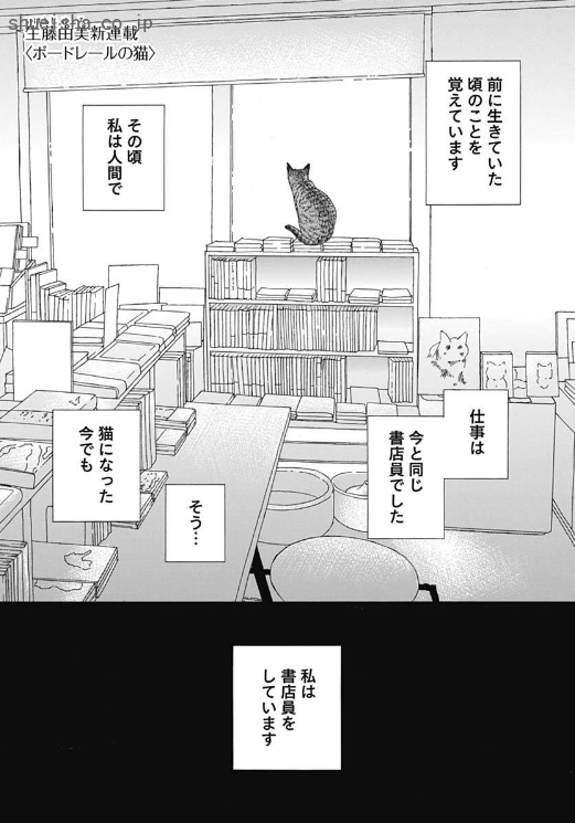 \クッキー1月号/【ボードレールの猫/生藤由美】🎊新連載🎊 書店員をしていた「私」は、事故で命を落としてしまう。目がさめると猫になっていた。ある日気になる青年のあとを追うと、素敵な書店が。思わず店内に踏み込む「私」だが…!? 新たな生藤猫まんが、開幕!🐱📖
https://t.co/nrshc86sge 