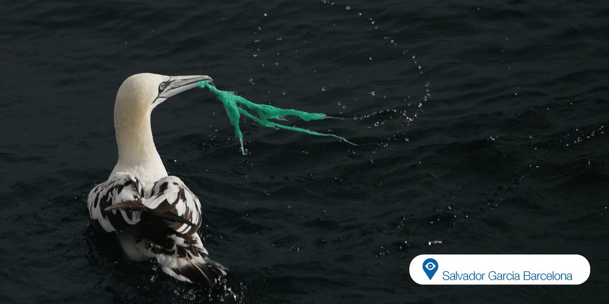 Las #avesmarinas comen fundamentalmente peces, moluscos y pequeños crustáceos (o restos flotantes de estos animales).Por ese motivo,los residuos #plásticos incrementan el problema cuando hay presencia de estos flotantes y cada vez es más constante.
+ info: lavanguardia.com/natural/201611…