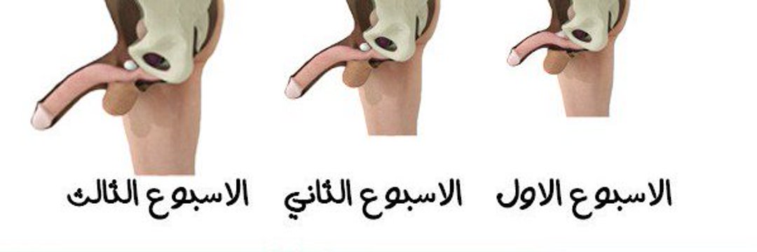 110Mony's tweet photo. #البحُثً
 تبًي عضو متماًسك وقـوي وكبـير الحجم.. راسلني على الواتساب .. https://t.co/n9RqM3tCnM