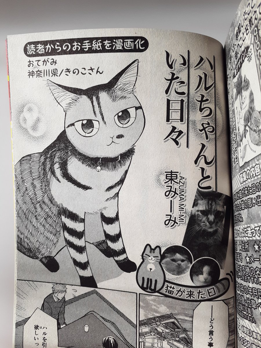 現在発売中の「ねこぱんち 猫チョコ号」にて、読者様の愛猫ちゃんとの思い出を漫画にさせていただきました!
気高いハルちゃんと気弱で王子様的な先住の雄猫ちゃん達、とっても楽しく書かせて頂きました! 