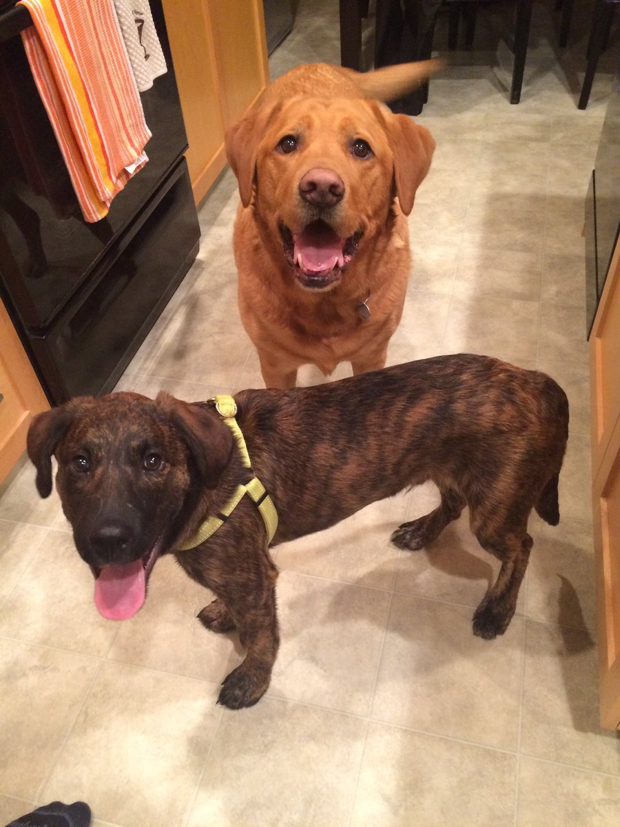 AuthorErinChase's tweet photo. Two years ago today, the tiny tot joined our family. 

#BabyBo #MissingRusty https://t.co/I1aGEhDDzs