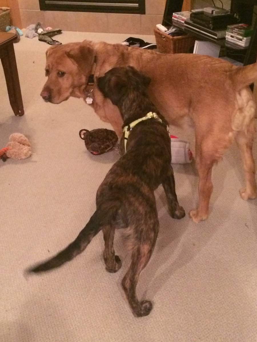 AuthorErinChase's tweet photo. Two years ago today, the tiny tot joined our family. 

#BabyBo #MissingRusty https://t.co/I1aGEhDDzs