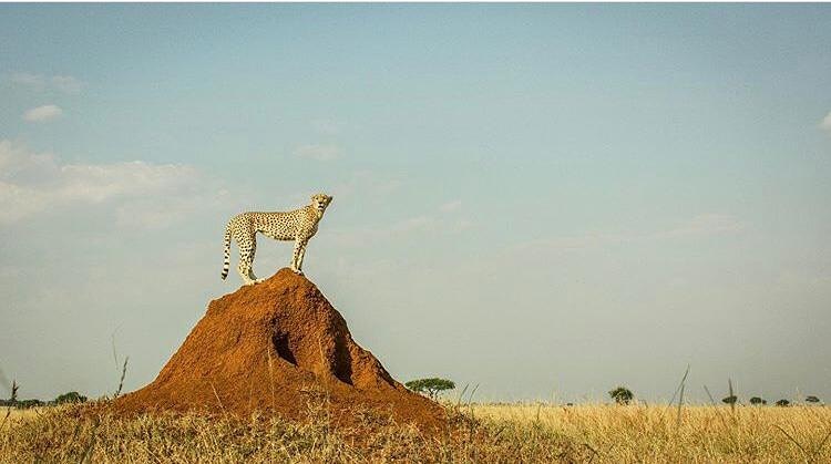 tukutaneporini's tweet photo. Spotting, where are you are Thomies
.
.
#cheetah #termitemound #serengeti #wanderlust #bigcat #touragency #travelagent #tripplanner #tripadvisor #naturephotography #tukutaneporini #tukutaneporinisafaris #junglesmile #unveil https://t.co/VrFR0Py4C7
