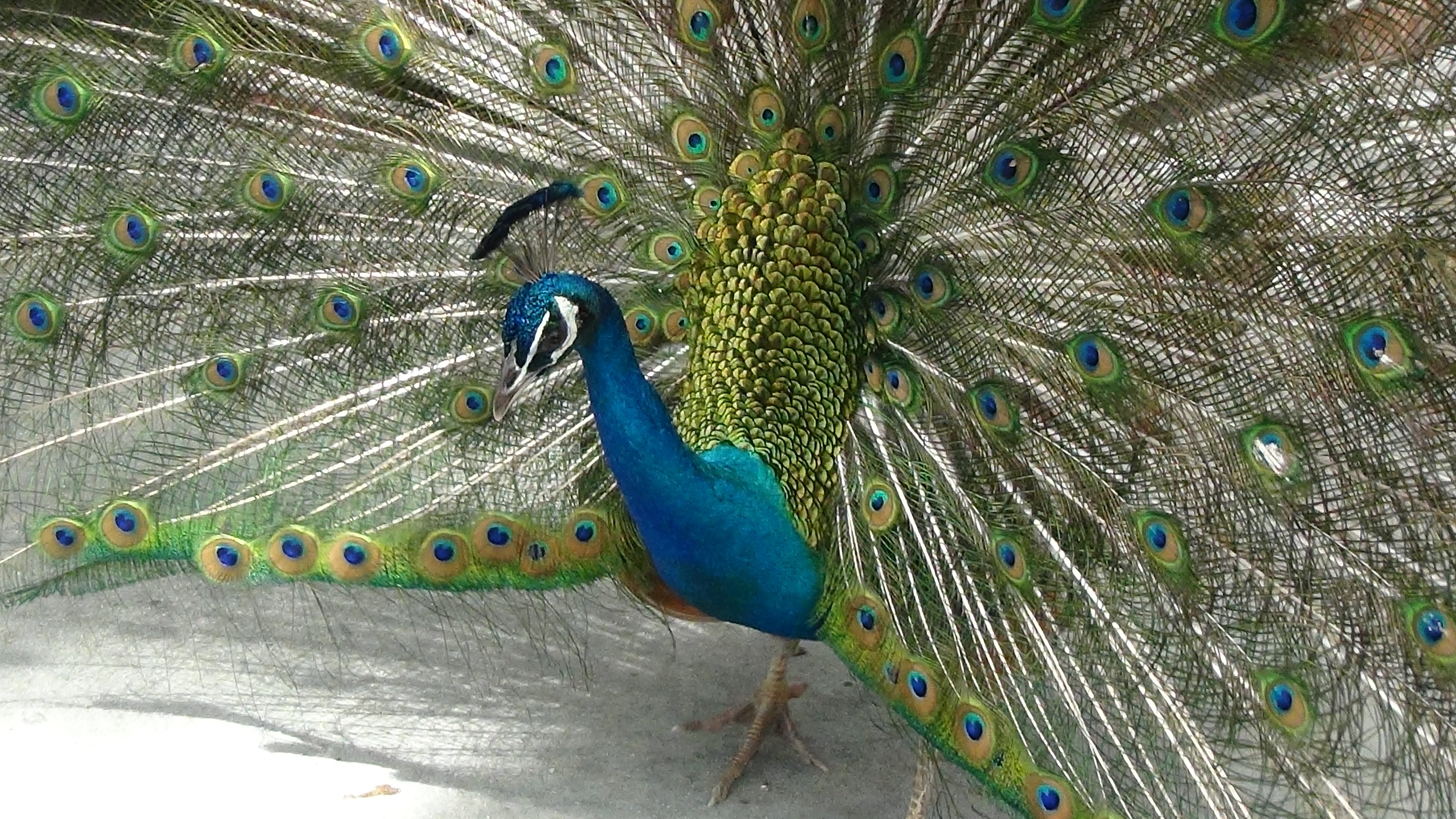 Kyou59 鳥園に行ったとき 孔雀が優雅に歩いていた けど羽が開いていない ３０分まって諦めかけたとき突然パーと羽を開いた 綺麗で大きくてビックリ 孔雀が長いこと待ったからサービスだよといった ような気がした 孔雀 鳥 T Co